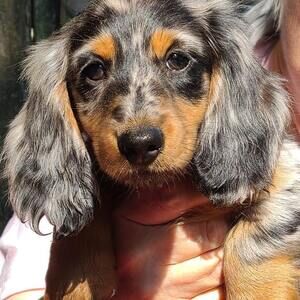 Meet your Posher, Sue